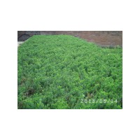 2013年预定小苗》金叶复叶槭，紫叶绸李，兴安柏。爬地柏金山