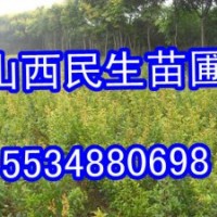 侧柏价格 山西侧柏 绿化侧柏