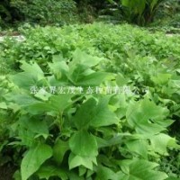 季节供应马褂木苗