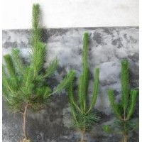 供应黑松小苗 80公分黒松苗