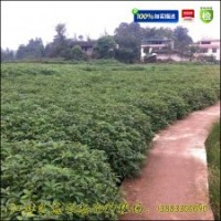 香樟苗|香樟树苗|油樟苗|龙脑樟苗