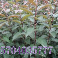 红叶海棠、光辉海棠、皇家雨点海棠