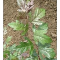 皇家雨点、红玛瑙、亚当、高原之火、绚丽、艾瑞斯、红宝石、红叶