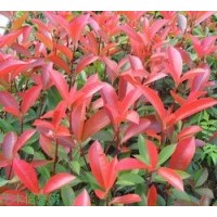 供应红叶石楠苗，红叶石楠球，红叶石楠营养杯大苗，小苗