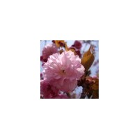 供应大量樱花，紫叶李，紫薇，大叶女贞，栾树等