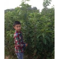 青峰苗木基地供应2-10公分竹柳、樱花当年苗