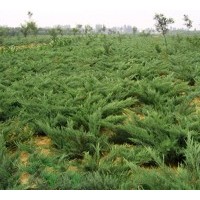 长期供应地柏，龙柏，桧柏，北京桧，洒金柏等