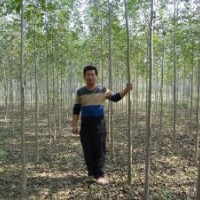 供应白蜡 国槐 柳树等