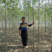 出售6.7.8白蜡国槐