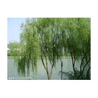 供应山西柳树 漳河柳 垂柳 馒头柳 青皮柳