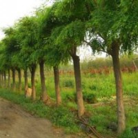 郓城苗木调拨基地