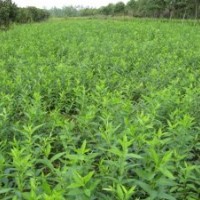 供应连翘苗 1年/2年/3年/连翘苗 山西连翘苗种植基地