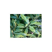 金丝楠木小苗批发