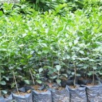 九里香（七里香）小苗批发