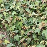 专业供应五角枫小苗 专业提供如何繁殖培育