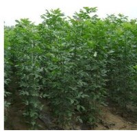 1-4米高的速生法桐.速生白蜡 速生国槐.