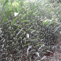 供应美国竹柳扦插苗、带根大苗