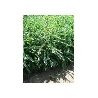 出售大小皂角苗/大粒皂角苗/大刺皂角苗