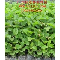 黄花风铃木种苗、营养苗黄花风铃木种子大量供应量大从优