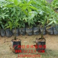 发财树营养苗发财树种子供应发财树价格优惠