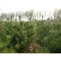 江苏黑松苗供应商1米高黑松价格黑松工程苗常年青绿