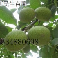 核桃苗 0.8cm以上100万