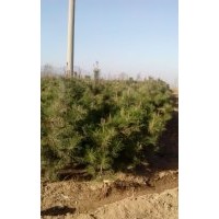 供2米以上油松 白皮松 7-9栾树13835906683