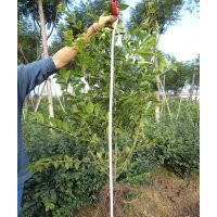 泸州兴隆园林公司供应优质苗——毛叶丁香，成都毛叶丁香