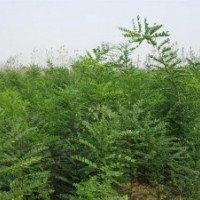 供应国槐苗、侧柏