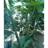 售:速生国槐小苗、速生白蜡小苗 量大苗优