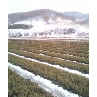 出售云杉2-0 2-1 2-2 樟子松小苗营养杯