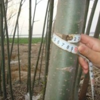 急售美国竹柳2-3公分15244207629