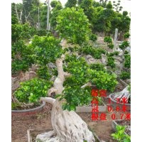 漳州小叶榕盆景