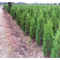 大量销售侧柏苗