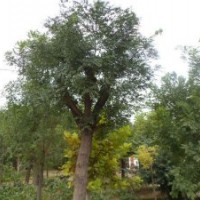 供应国槐小苗，速生法桐，合欢，白蜡等绿化苗木