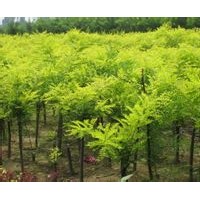 鸣祥园林专供金叶槐，优质金叶槐，金叶槐基地