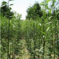长期供应20-30CM竹柳种苗