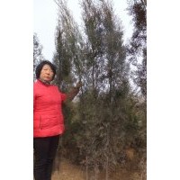 供应侧柏火炬黄栌