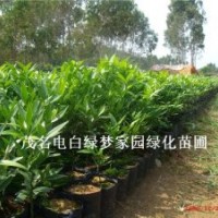 供应竹柏,罗汉柴,大果竹柏小苗