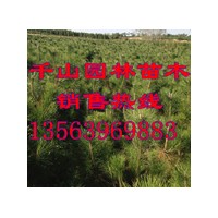 供应山西营养钵黑松苗，山西80-120公分黑松树苗