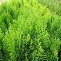 侧柏 国槐 油松 华山松 白皮松 核桃苗 花椒苗