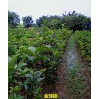 供应60-70公分高金球桂移栽小苗