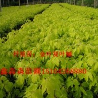 金叶复叶槭, 紫叶稠李，五角枫