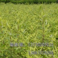 金叶榆海源厂家专业批发供应