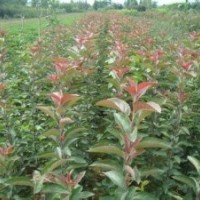 供应侧柏 油松 紫叶李 海棠苗 国槐苗