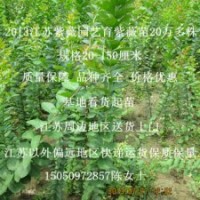 沭阳痒痒树苗批发百日红苗价格咨询1米高红花紫薇苗批发