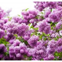 河北丁香园林基地