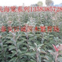 热销红叶碧桃精品苗木红叶李泰安以诚苗木繁育场