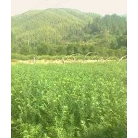 常年供应各种规格红豆杉