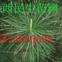 【山西民生苗圃】1-3年白皮松油松华山松 容器